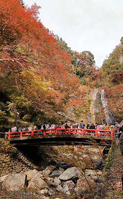 箕面大滝の紅葉が見頃できれいでした。