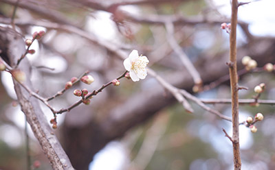 2月の頭に京都御所で撮った桜です。