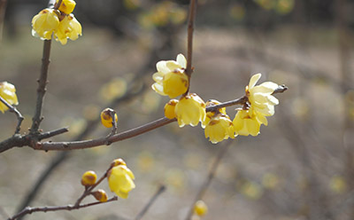 2月頭頃に京都御所に咲いていた黄色い花です。