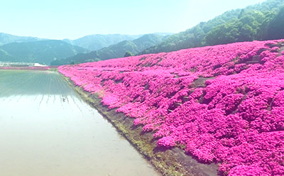 福井県大野市の田園に広がるシバザクラの花畑です。