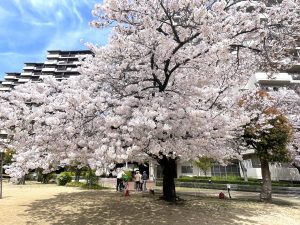 桜　桜の木　満開　青空　綺麗　風景　春　植物