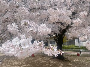 桜　桜の木　満開　青空　綺麗　風景　春　植物　花弁