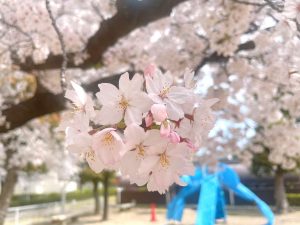 桜　桜の木　満開　青空　綺麗　風景　春　植物　桃色